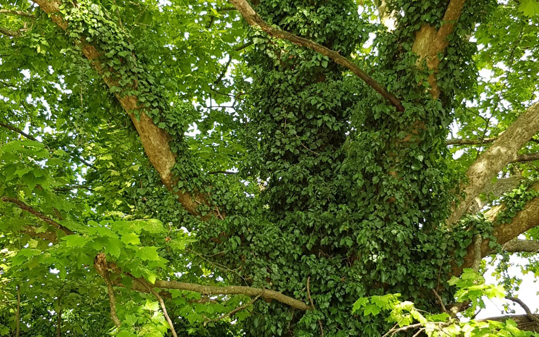 Un albero vestito di edera