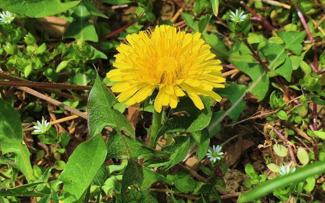 DANDELION COFFEE