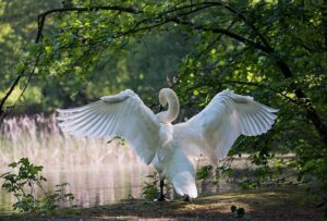 white-swan-_.jpg