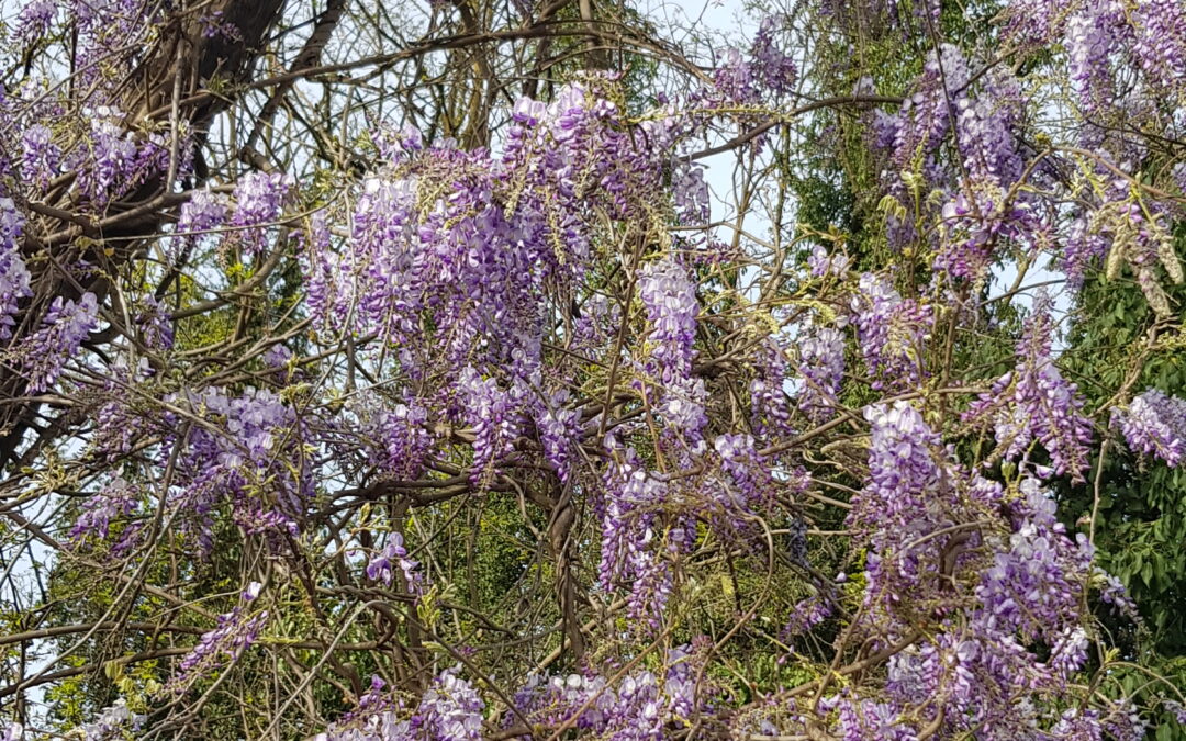 A CURTAIN OF PURPLE WISTERIA