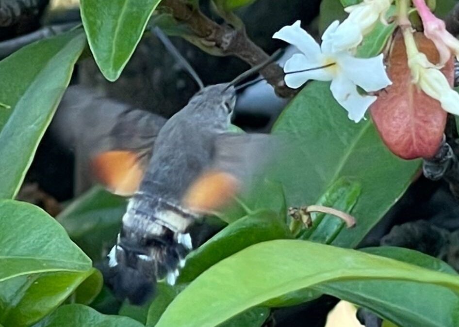 HUMMINGBIRD HAWK-MOTH
